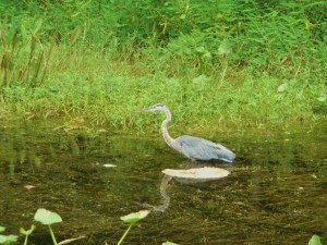 Blue Heron (2)