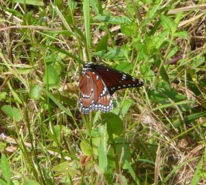Viceroy Butterfly
