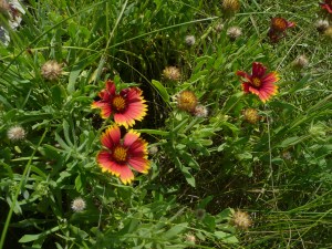 Blanket Flower
