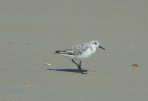 Sanderling