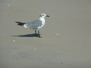 Laughing Gull