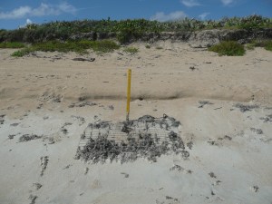 Stake and mesh protection on sea turtle nest