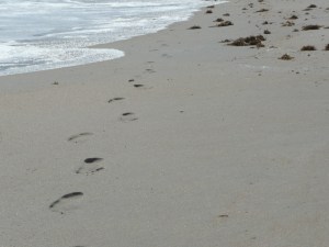 Footprints past sargassum weed