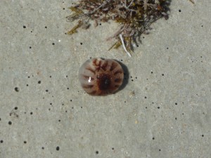 Sea Nettle