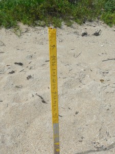 Stake marking sea turtle nest