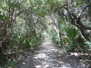 Castle Windy trail through coastal hammock