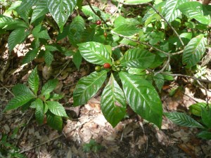 Wild Coffee plant and fruit