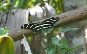 Zebra heliconian