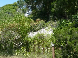 Castle Windy shell midden