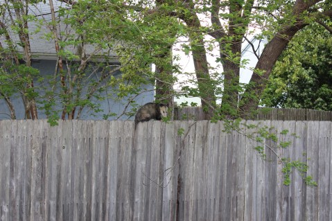 1-David_04_09_2014_0005