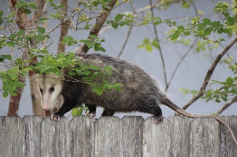 2-David_04_09_2014_0011