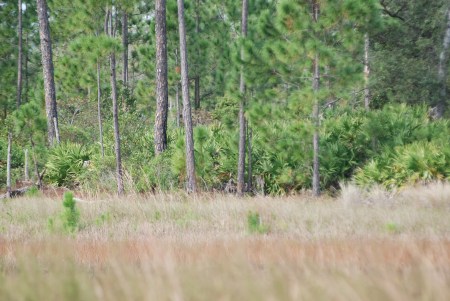 Pine Flatwoods (background), Flatwoods pond/marsh (foreground)