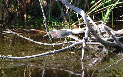 Green Heron