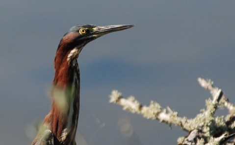 Green Heron