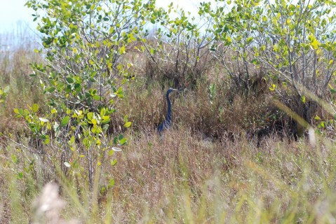Little Blue Heron