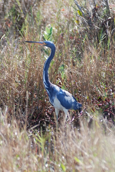 Tri-colored Heron