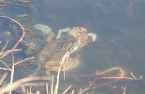 Blue Crab