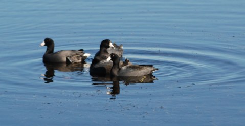American Coot