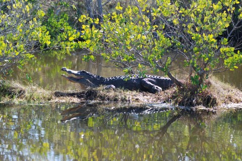 American Alligator we nicknamed 'Hef'
