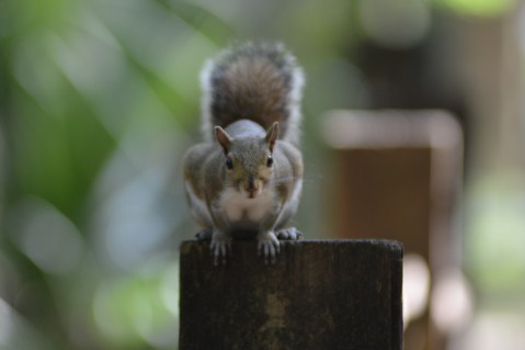 Gray squirrel