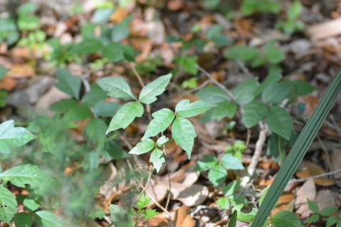 Poison ivy