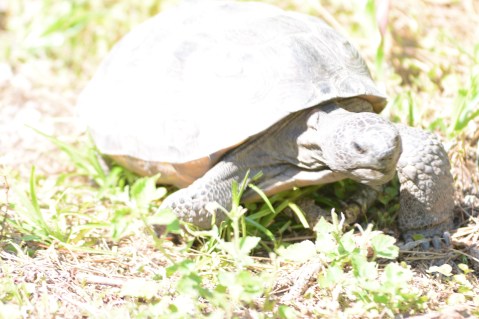Gopher tortoise on a mission
