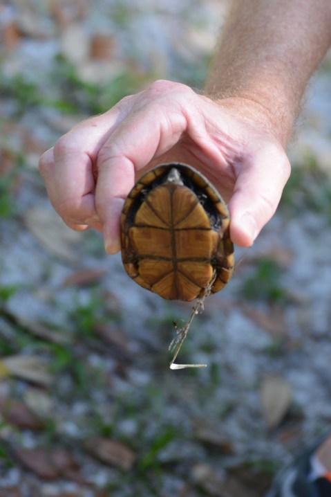 Musk turtle - bottom shell or plastron