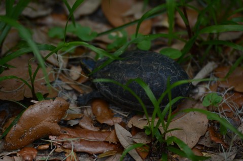 Musk turtle on the move!