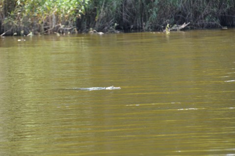 One of many alligators calling Lake Jesup home