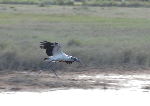 Wood stork