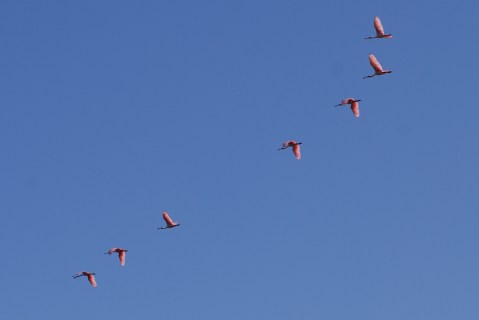 Roseate spoonbills in flight