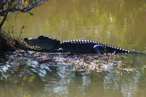 American alligator