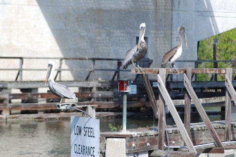 Brown Pelicans near drawbridge over Haulover Canal