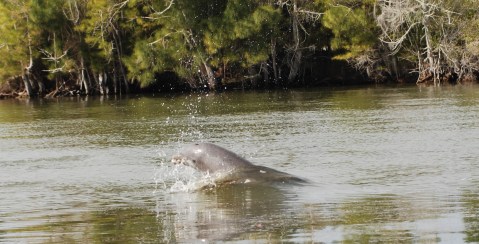 Dolphin(s)?