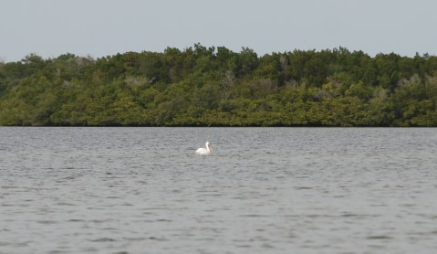 White Pelican