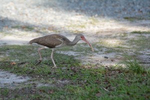 Juvenile White Ibis