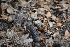 Dusky pygmy rattlesnake