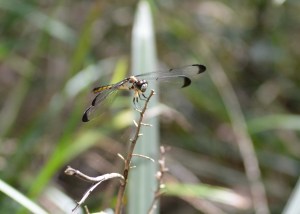 Skimmer dragonfly