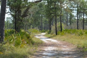 Trail through pine flatwoods