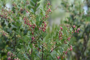 Fetterbush lyonia (Lyonia lucida)