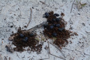 Dung beetles