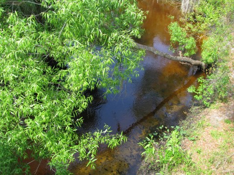 Tannin-stained waters of Howell Creek 