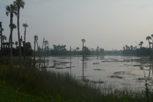 Not long ago, David, Jeff and I got up early on a foggy Sunday morning and set off for Orlando Wetlands Park.