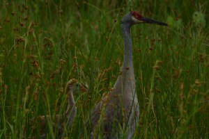 We kept a close but respectable distance as we watched them disappear deep into the tall grass. 