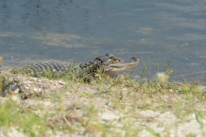 Uhhh you guessed it... I almost stepped on an aligator. Oops!